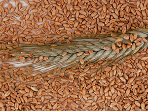 Wheat